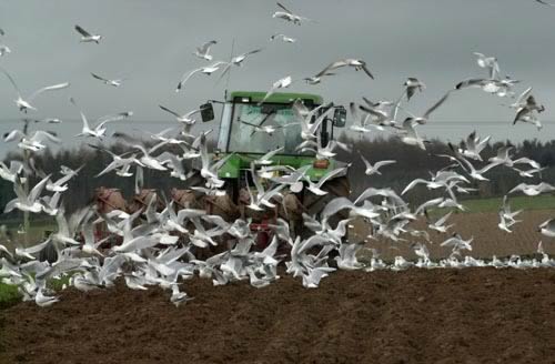 Ploughing